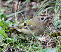 Goldcrest