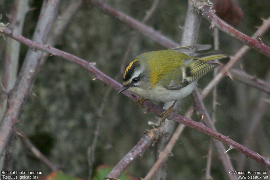 Common Firecrest