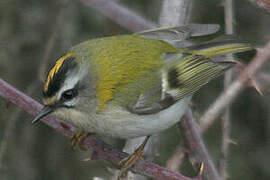 Common Firecrest