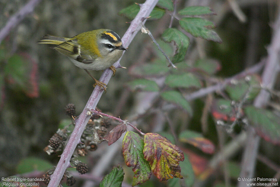 Common Firecrest