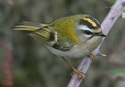 Common Firecrest