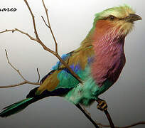 Lilac-breasted Roller