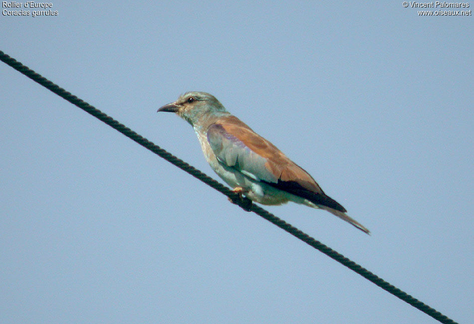 European Roller