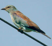 European Roller