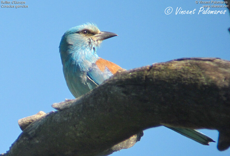 European Roller