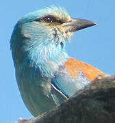 European Roller