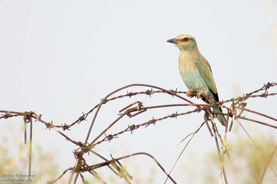 European Rollerjuvenile, identification