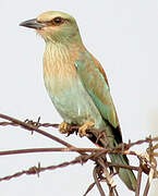 European Roller