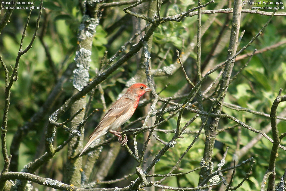 Common Rosefinch