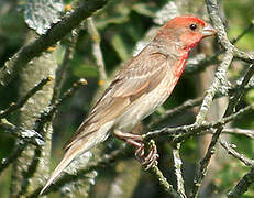 Common Rosefinch