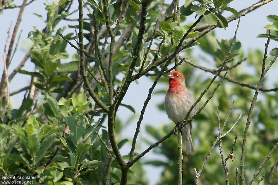 Roselin cramoisi mâle adulte, habitat, pigmentation