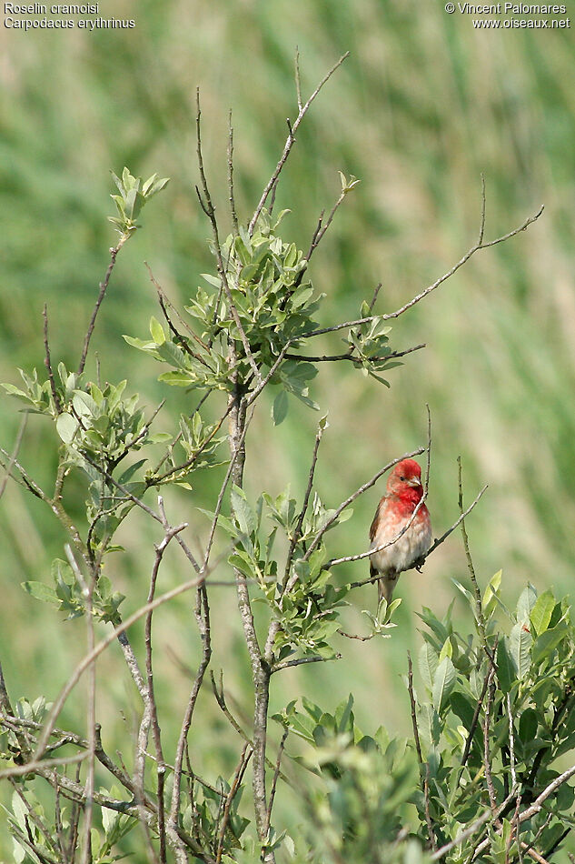 Common Rosefinch