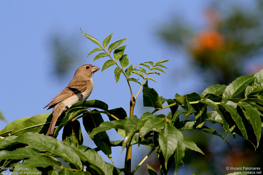 Common Rosefinch