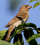 Common Rosefinch