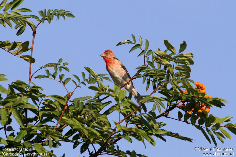 Common Rosefinch male adult