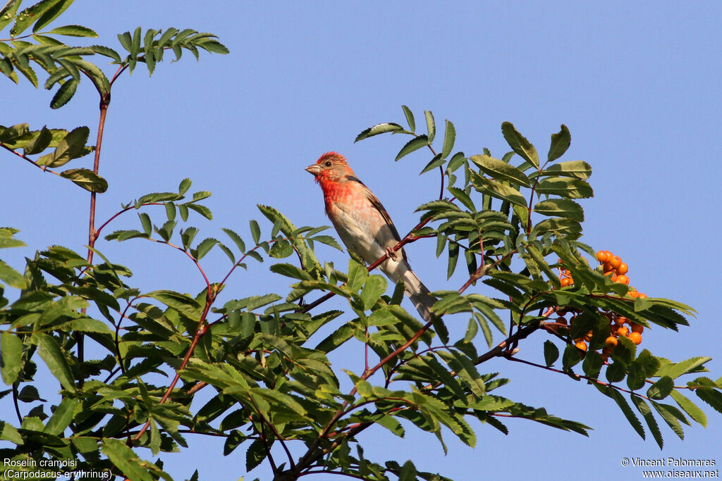 Common Rosefinch male adult