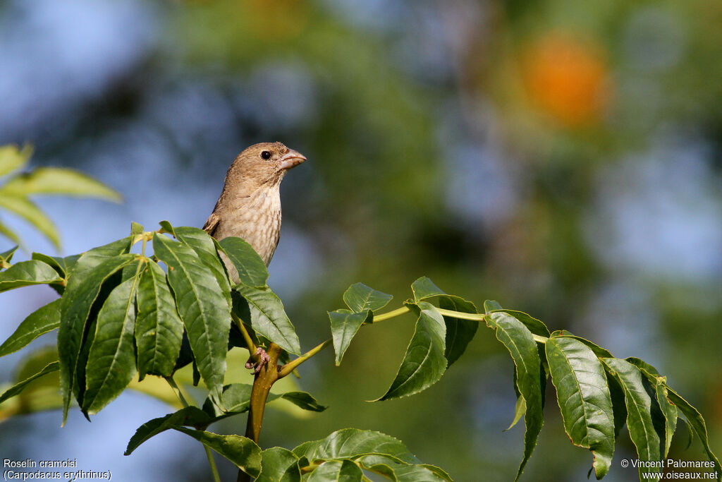 Common Rosefinch