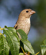 Common Rosefinch