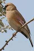 Desert Finch