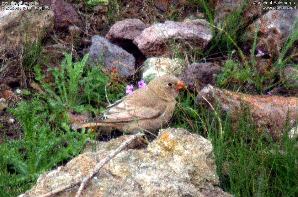 Trumpeter Finch