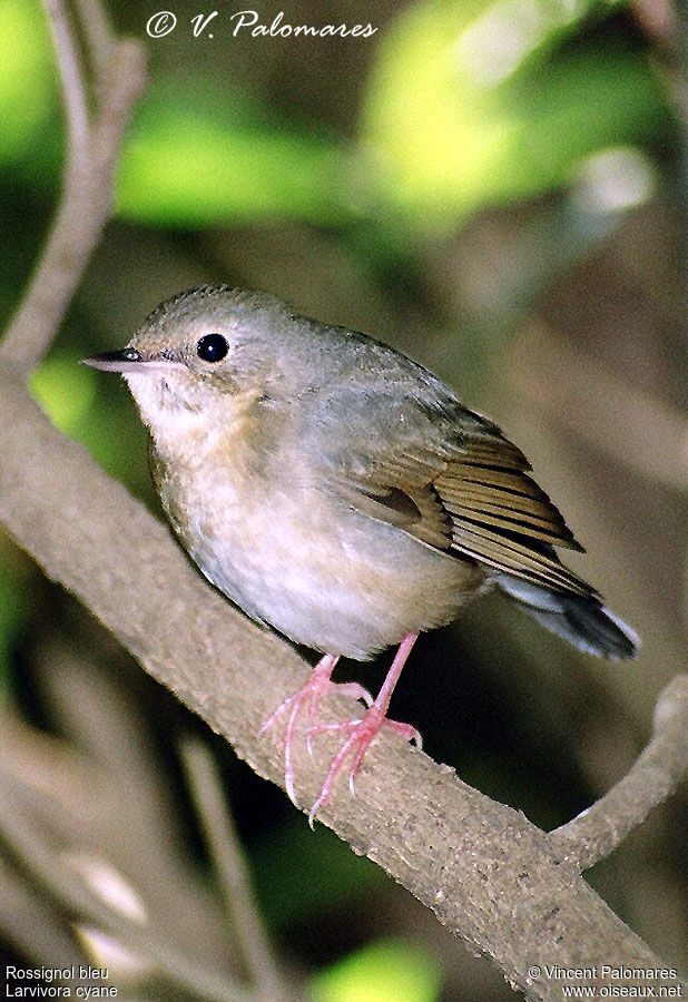 Siberian Blue Robin