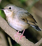 Siberian Blue Robin