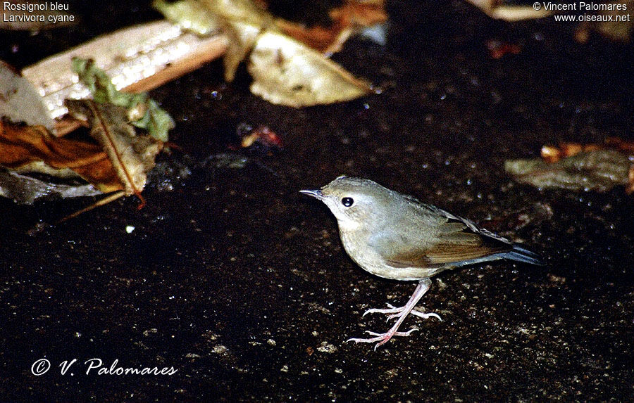 Siberian Blue Robin