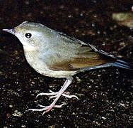 Siberian Blue Robin