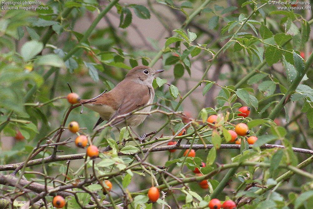 Common Nightingale