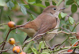 Common Nightingale