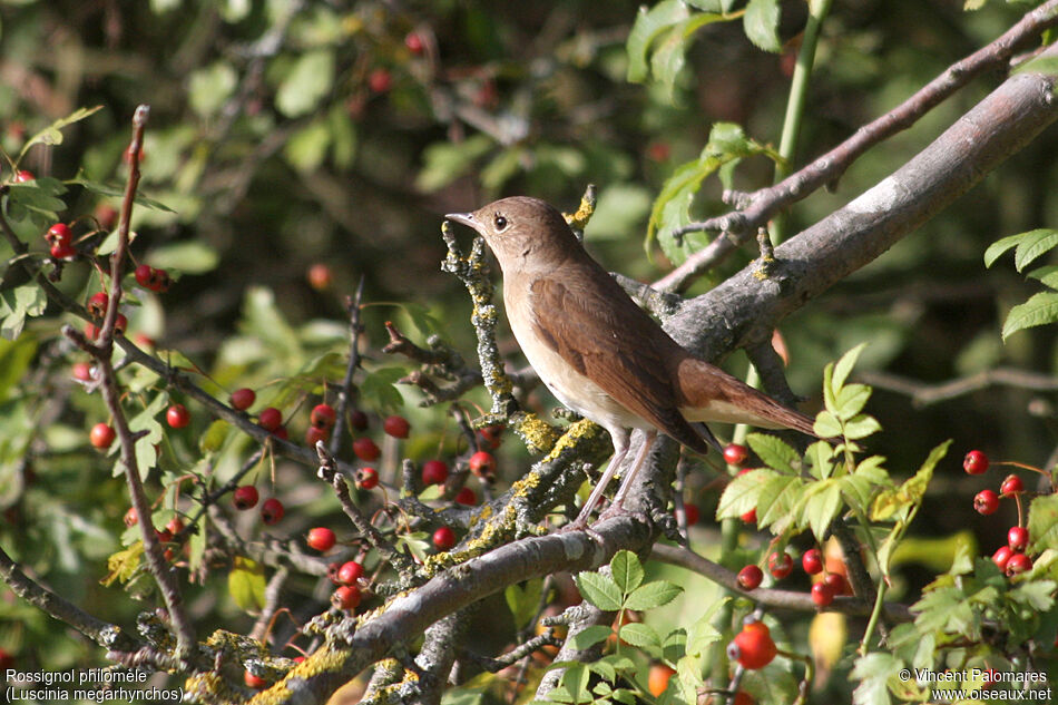 Common Nightingale