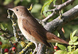 Common Nightingale