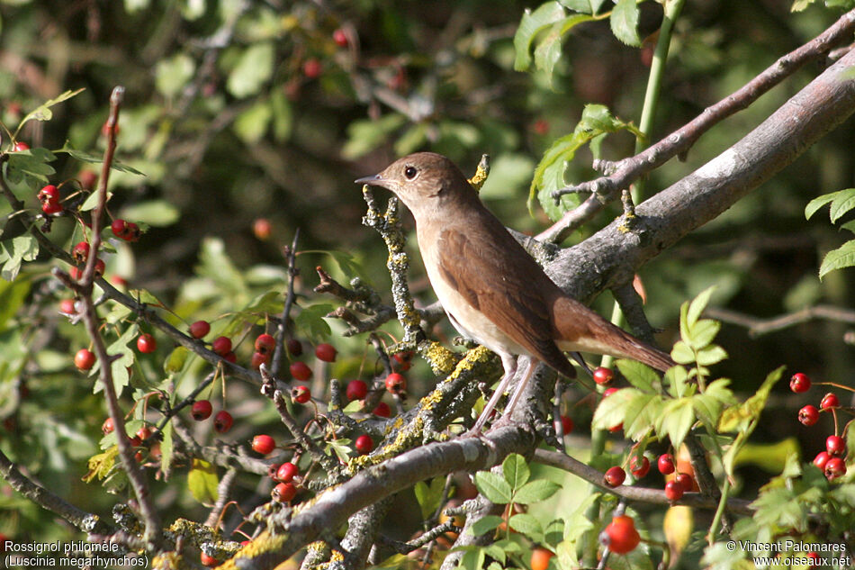 Common Nightingale