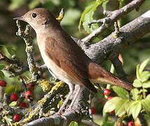 Common Nightingale