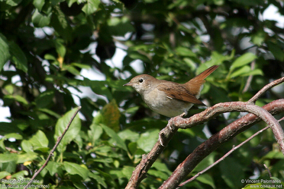 Common Nightingale