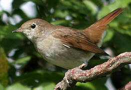 Common Nightingale