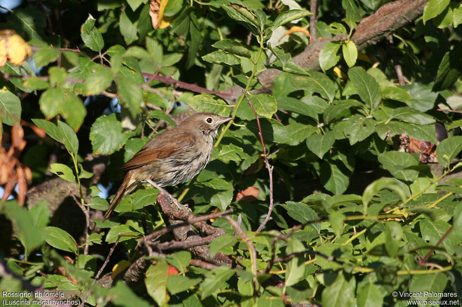 Common Nightingale