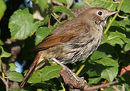 Common Nightingale