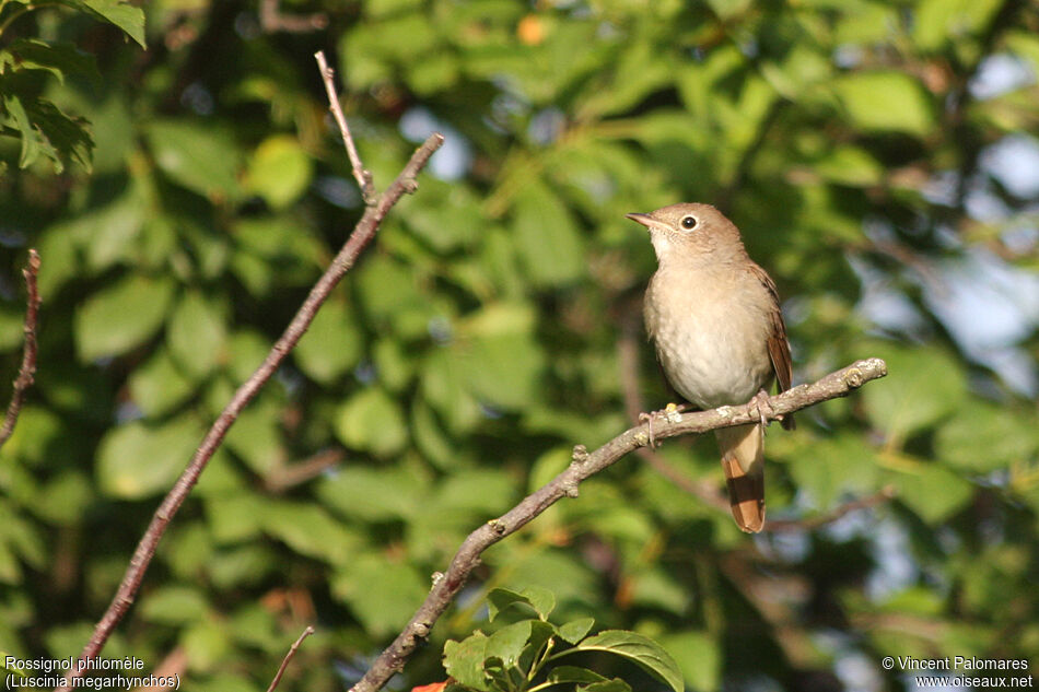 Common Nightingale