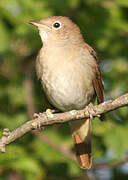 Common Nightingale