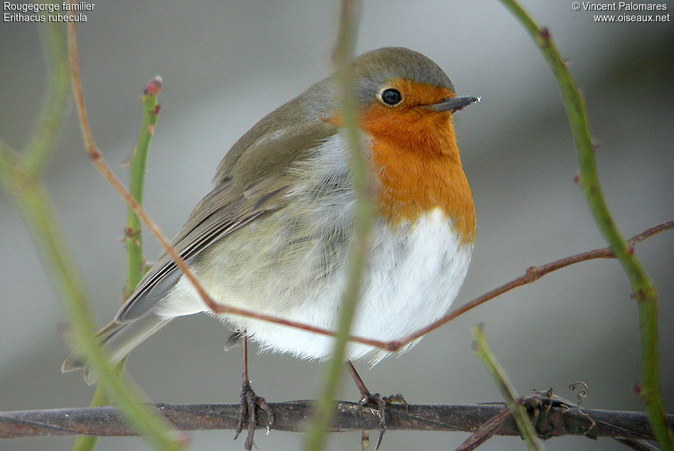 European Robin