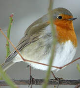 European Robin