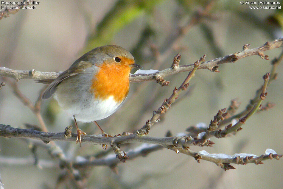 European Robin