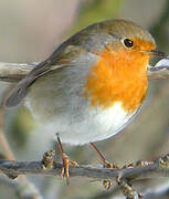 European Robin