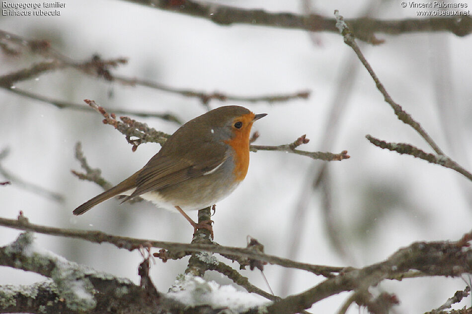 European Robin