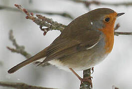 European Robin