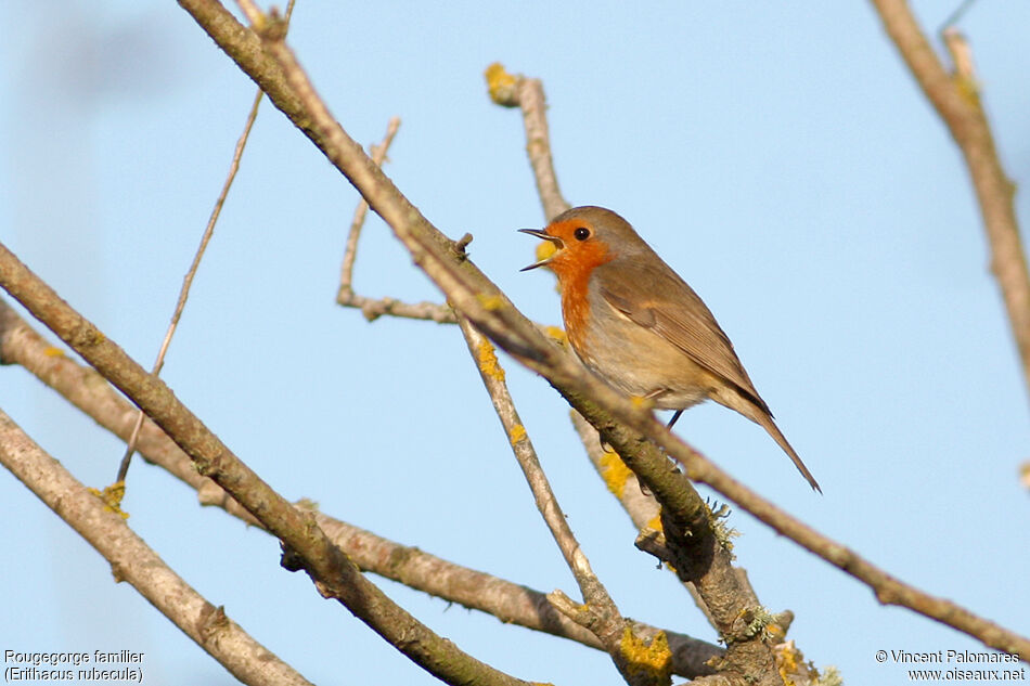 European Robin