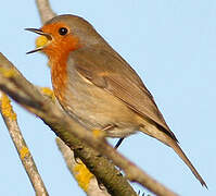 European Robin