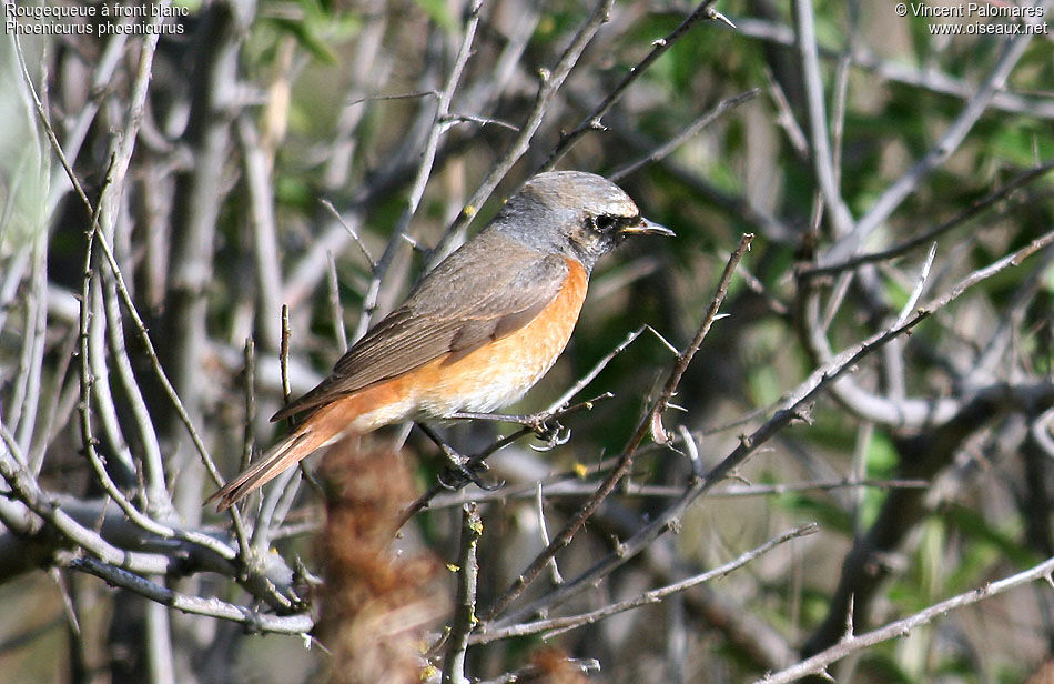 Common Redstart