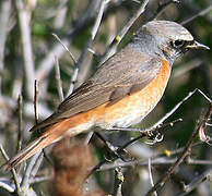 Common Redstart